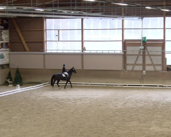 Reitturnier Schaffhausen 2024