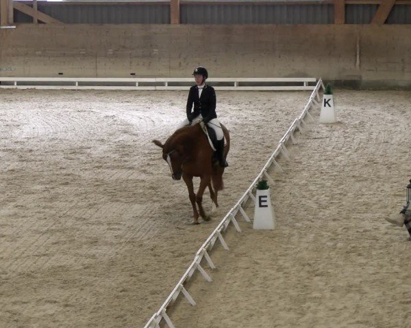 Reitturnier Schaffhausen 2024