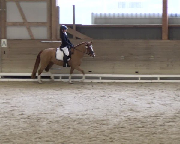 Reitturnier Schaffhausen 2024