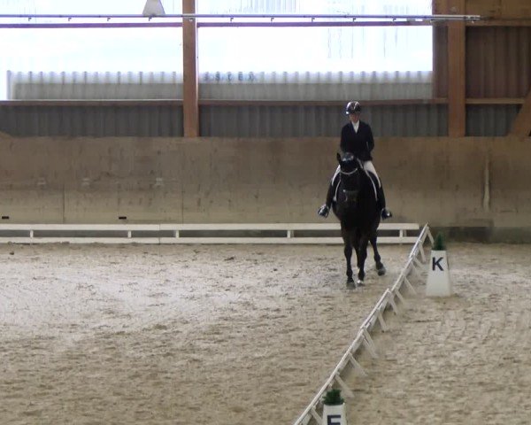 Reitturnier Schaffhausen 2024