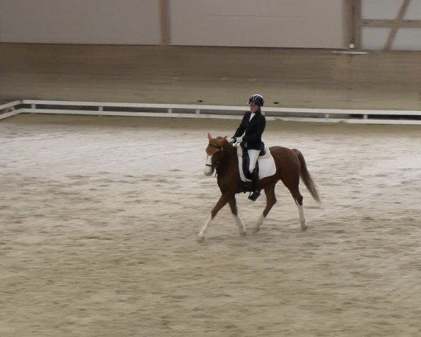 Reitturnier Schaffhausen 2024