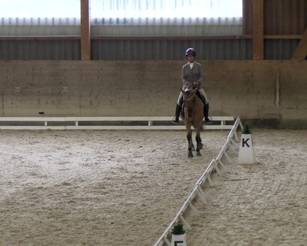 Reitturnier Schaffhausen 2024