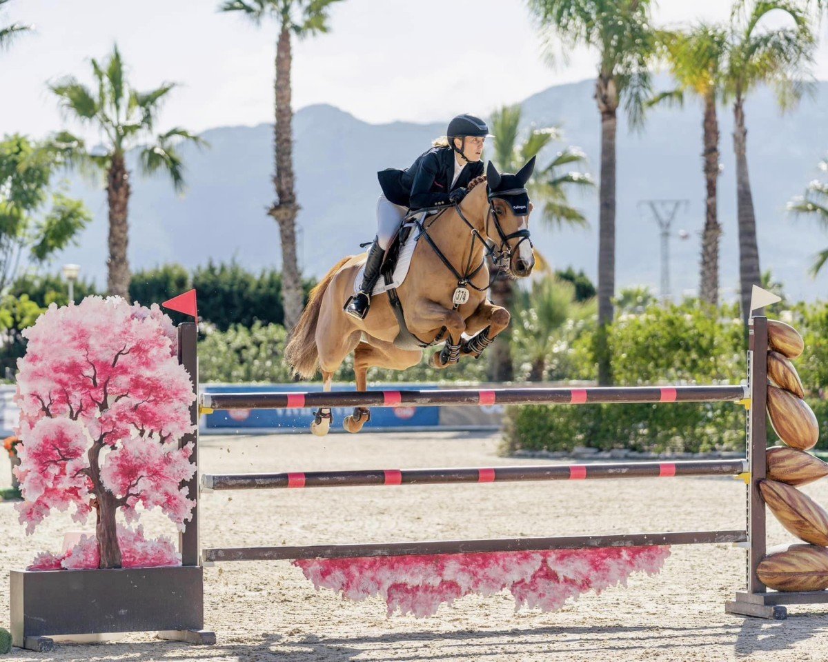Jumper Tapioca 3 (Zangersheide Riding Horse, 2016, from Tangelo van de Zuuthoeve)