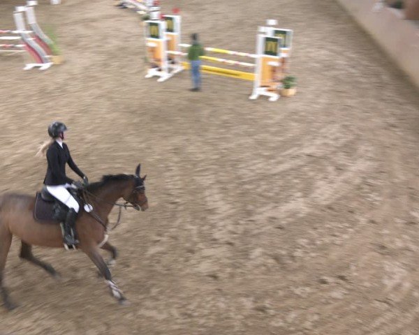 Reitturnier Bad Salzuflen 2024