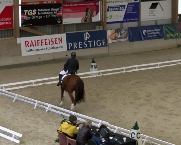 Reitturnier Schaffhausen 2024