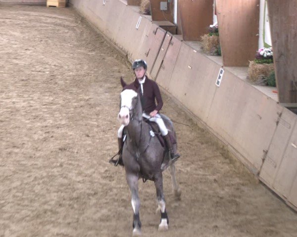 Reitturnier Bad Salzuflen 2024