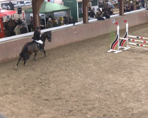 Reitturnier Bad Salzuflen 2024