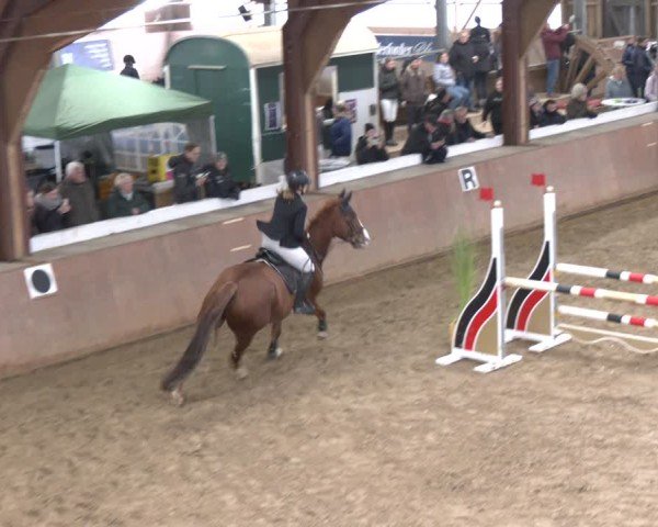 Reitturnier Bad Salzuflen 2024