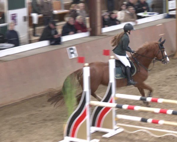 Reitturnier Bad Salzuflen 2024