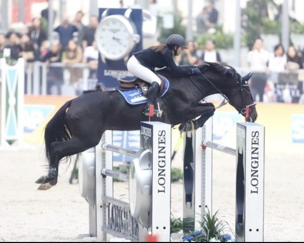 jumper Casarda (Holsteiner, 2008, from Casall Ask)