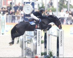 jumper Casarda (Holsteiner, 2008, from Casall Ask)