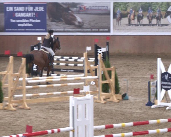 Reitturnier Bad Salzuflen 2024