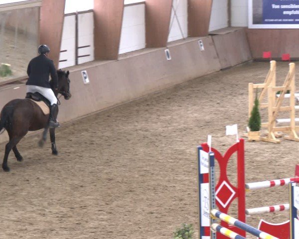 Reitturnier Bad Salzuflen 2024
