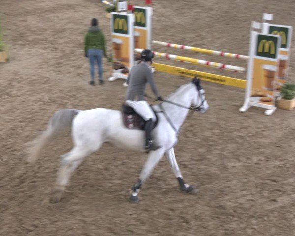 Reitturnier Bad Salzuflen 2024