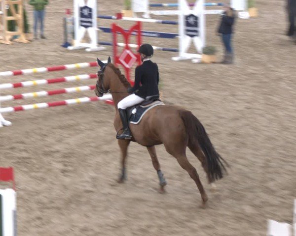 Reitturnier Bad Salzuflen 2024