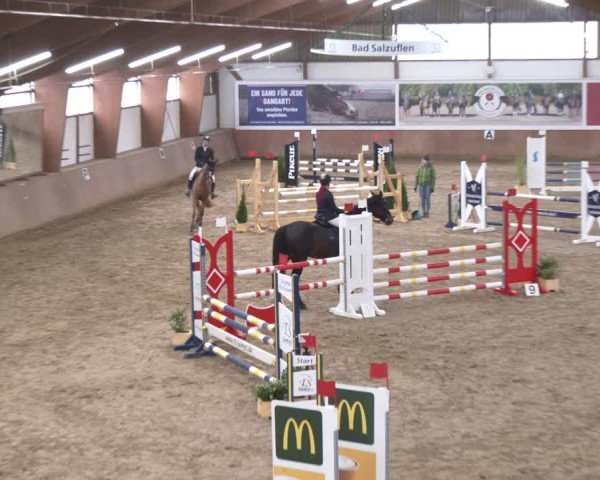 Reitturnier Bad Salzuflen 2024