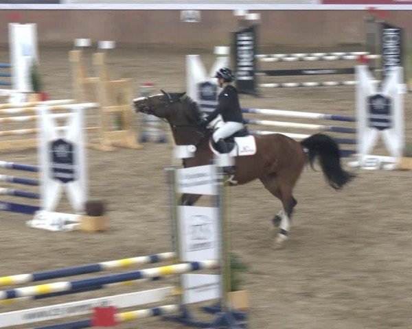 Reitturnier Bad Salzuflen 2024
