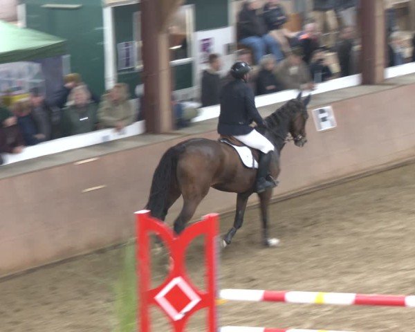 Reitturnier Bad Salzuflen 2024