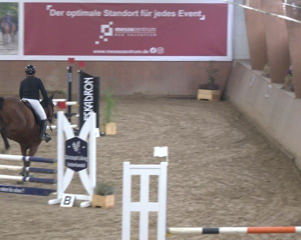 Reitturnier Bad Salzuflen 2024