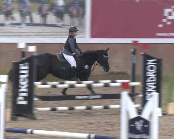 Reitturnier Bad Salzuflen 2024
