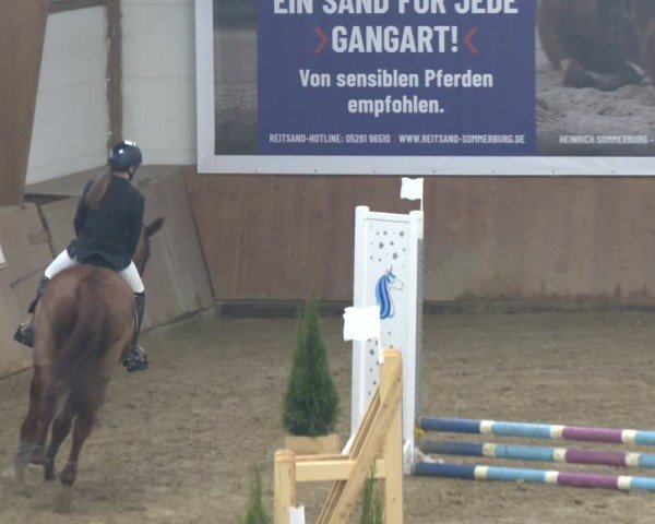 Reitturnier Bad Salzuflen 2024