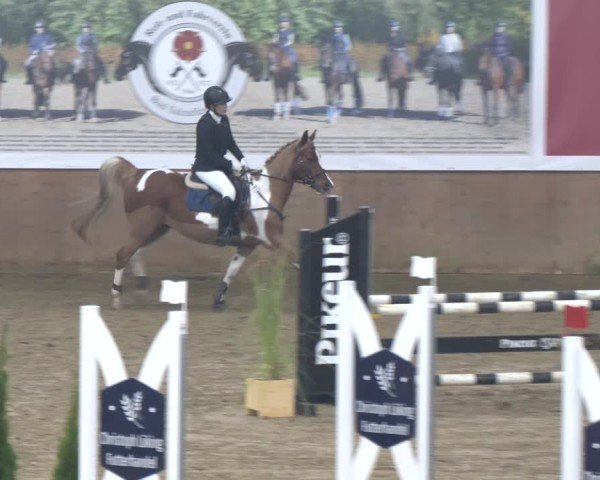 Reitturnier Bad Salzuflen 2024