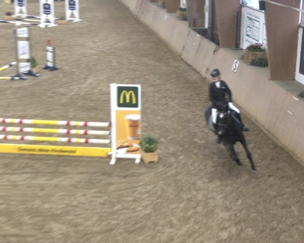 Reitturnier Bad Salzuflen 2024
