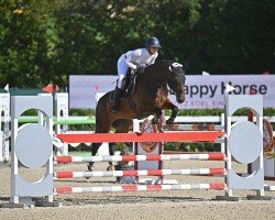 jumper Aragon Adagio (Holsteiner, 2016, from Adagio de Talma)