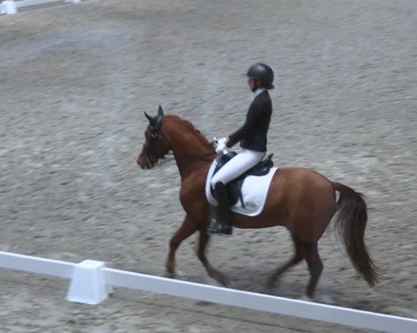 Reitturnier Tremsdorf, Eichenhof 2024