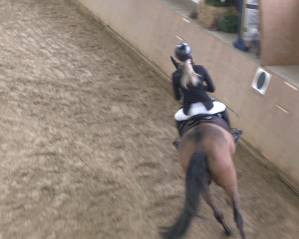 Reitturnier Bad Salzuflen 2024
