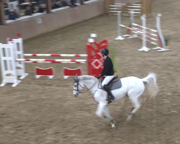 Reitturnier Bad Salzuflen 2024