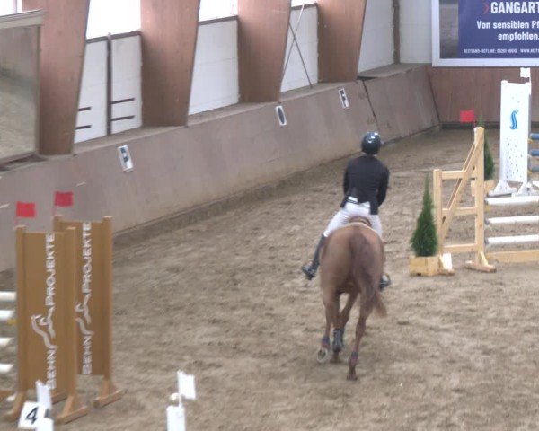Reitturnier Bad Salzuflen 2024