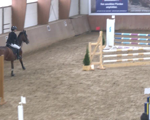 Reitturnier Bad Salzuflen 2024