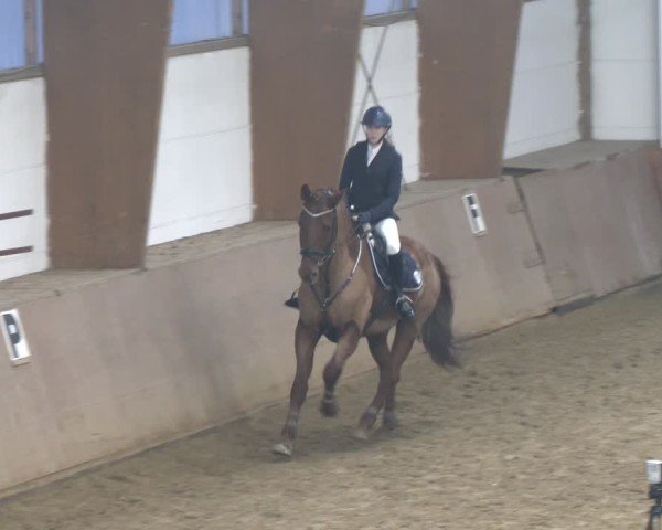 Reitturnier Bad Salzuflen 2024