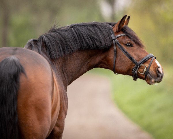 horse Escantos (Holsteiner, 2017, from Escolar)