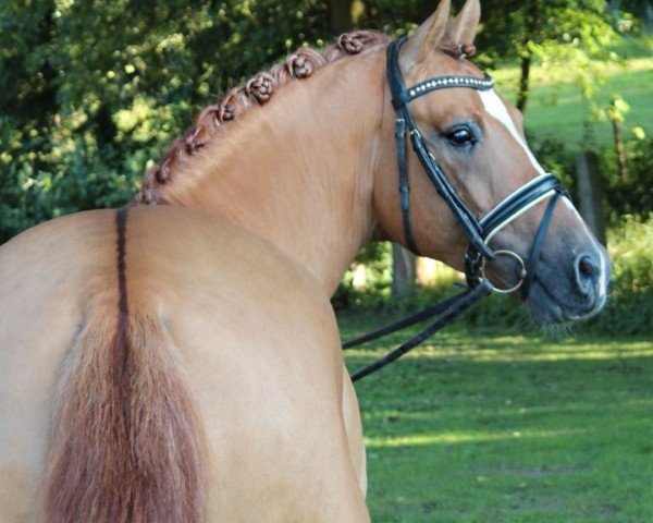 horse Deluxe von Nüx (German Riding Pony, 2020, from Dimension AT NRW)