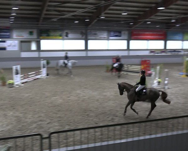 Reitturnier AZL Luhmühlen 2024