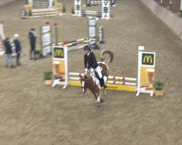 Reitturnier Bad Salzuflen 2024