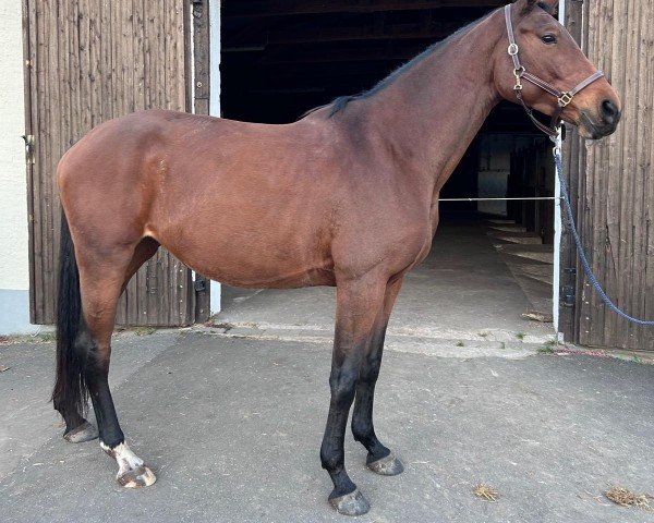 horse Nechrista (Hanoverian, 2019, from Nechristo)