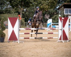jumper Spice of Surprise (Oldenburg show jumper, 2017, from Action-Breaker)