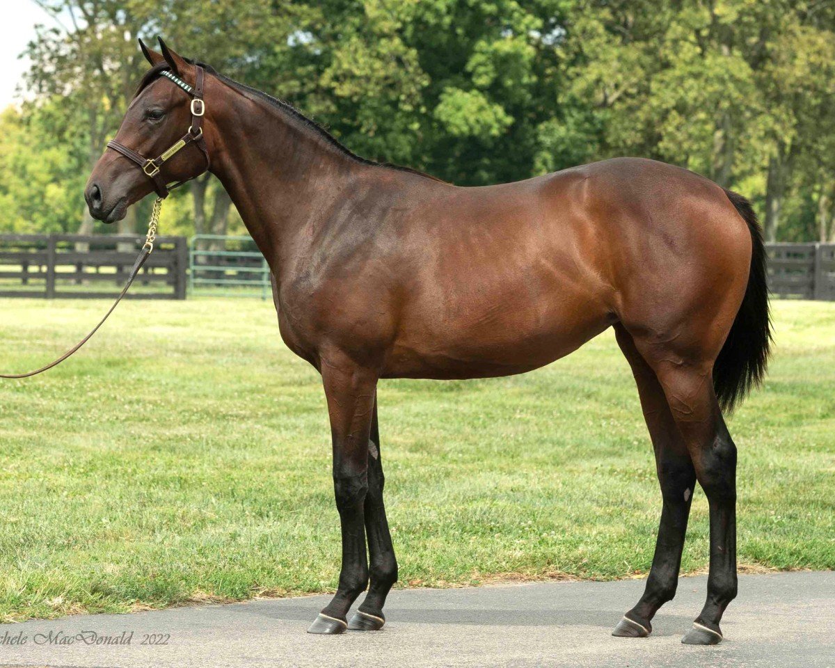 broodmare Whocouldaskformo xx (Thoroughbred, 2021, from Uncle Mo xx)