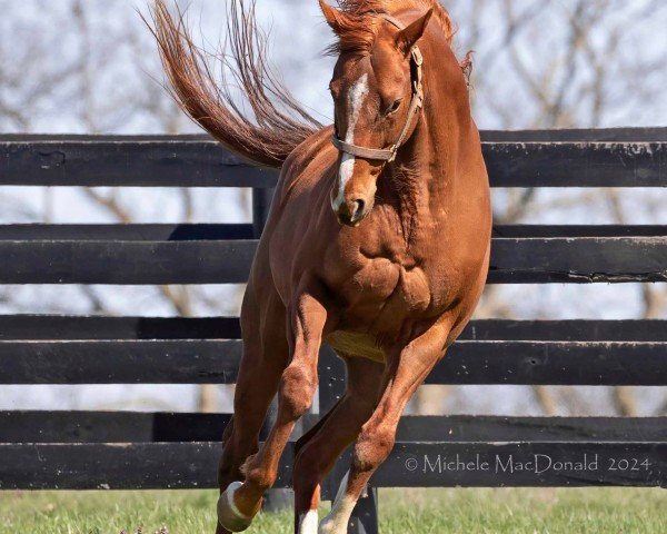 Pferd Triple Tap xx (Englisches Vollblut, 2018, von Tapit xx)