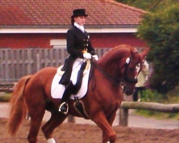 horse Lando 137 (Mecklenburg, 1997, from Lord Kemm)