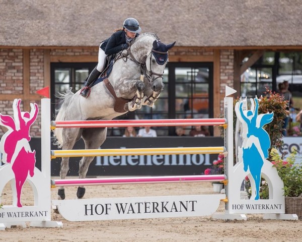 jumper Charlie Sheen 4 (Oldenburg show jumper, 2011, from Chacco-Blue) jumper Charlie Sheen 4 (Oldenburg show jumper, 2011, from Chacco-Blue)