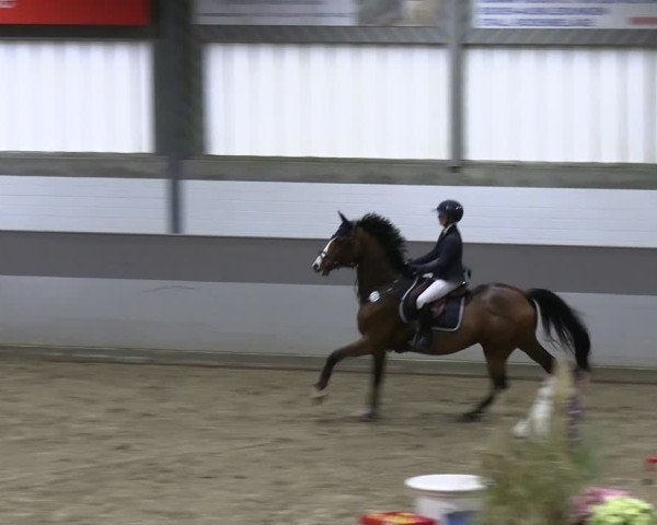 Reitturnier AZL Luhmühlen 2024