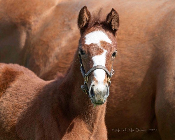 horse Stute von Tapit xx (Thoroughbred, 2024, from Tapit xx)
