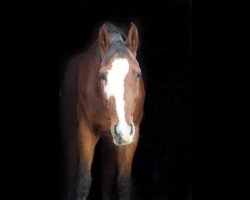 jumper Cuddeldaddeldu (Hanoverian, 2009, from Charilan)
