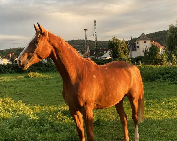 horse Grand Deyk (Trakehner, 2020, from Zauberdeyk)