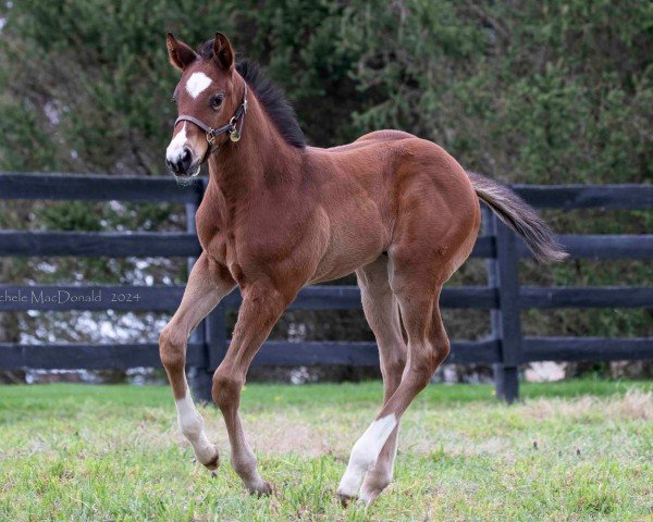 horse Hengst von Flightline xx (Thoroughbred, 2024, from Flightline xx)