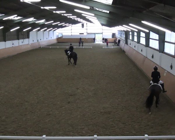 Reitturnier Datteln 2024
